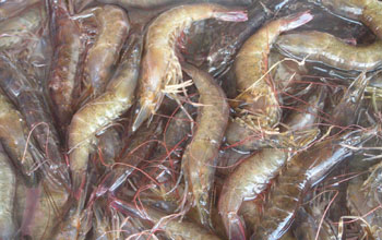 Shrimp meal human nutrition powder 25kg